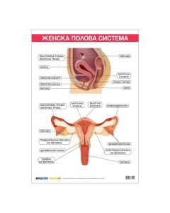Office 1 Ученическо табло ''Женска полова система'', 70 x 100 cm