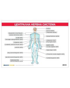 Office 1 Ученическо табло ''Централна нервна система'', 100 x 70 cm