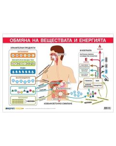 Office 1 Ученическо табло ''Обмяна на вещества и енергия'', 100 x 70 cm