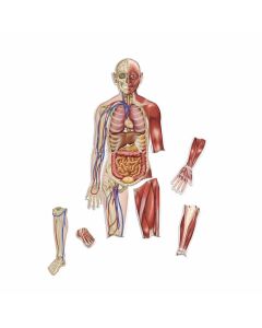 Learning Resources Магнитно човешко тяло