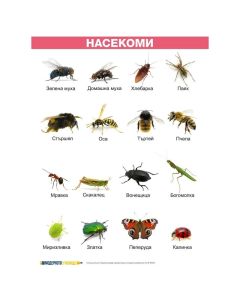 Office 1 Ученическо табло ''Насекоми'', ламинирано, 50 x 70 cm