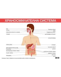 Office 1 Ученическо табло ''Храносмилателна система'', 100 x 70 cm