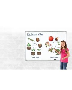 Learning Resources Магнитен комплект Жизнен цикъл на растенията