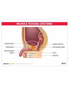 Office 1 Ученическо табло ''Мъжка полова система'', 100 x 70 cm