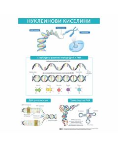 Office 1 Ученическо табло ''Нуклеинови киселини'', 70 x 100 cm