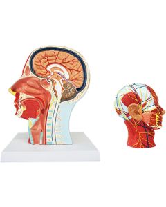 Gelsonlab Модел на глава, с разрез на мускулна и кръвоносна система