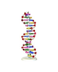 Gelsonlab Модел на ДНК, 12 х 12 х 46 cm