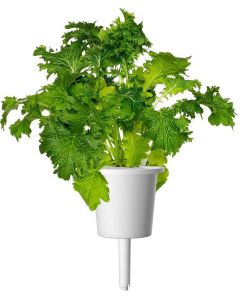 Семена Click and Grow Горчица Уасаби, 3 броя