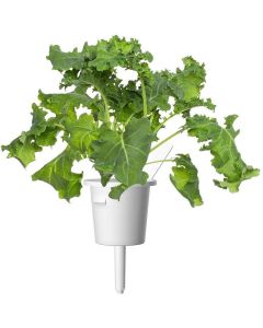 Семена Click and Grow Зелен кейл, 3 броя