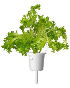 Семена Click and Grow Маруля Дъбов лист, 3 броя