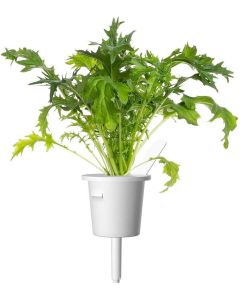 Семена Click and Grow Японска мизуна, 3 броя