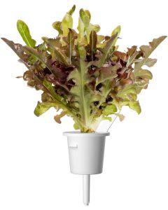 Семена Click and Grow Червена маруля Дъбов лист, 3 броя