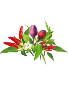 Семена Click and Grow Чили чушки микс, 9 броя